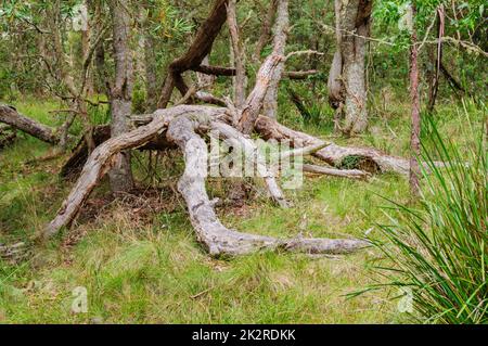 Dry tree branches - Dorrigo Stock Photo