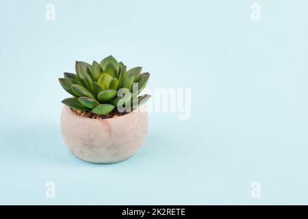 Cactus in a pot on a blue and grey background, minimalistic decoration, plant at the desk, copy space for text, modern home Stock Photo