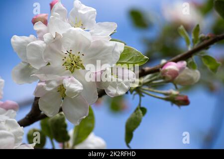 White and pink apple tree blossoms against blue sky Stock Photo