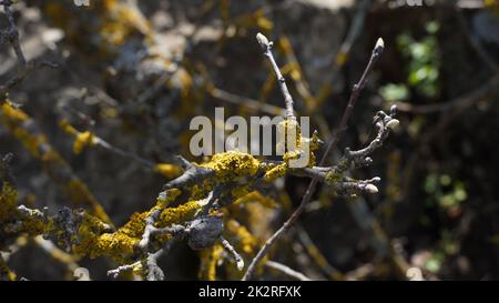 Old Tree branches with yellow moss on it and new buds . Stock Photo