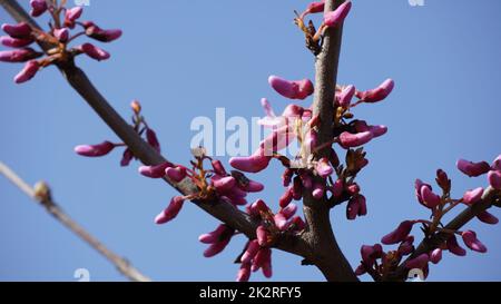 Branches with fresh pink flowers of Judas tree or Cercis siliquastrum. Image of a Judas tree in full blooming Stock Photo