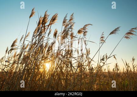 The sun behind the tall grasses and the blue sky Stock Photo