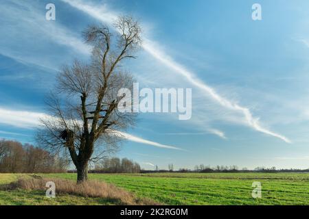 Tree without leaves on the meadow and fabulous clouds Stock Photo