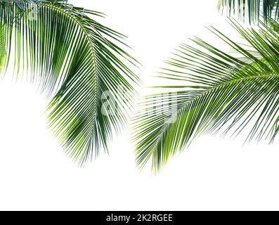 Coconut palm leaves on white background Stock Photo