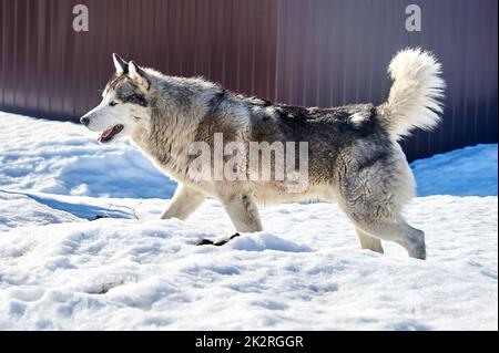 A beautiful husky dog stands in the snow Stock Photo