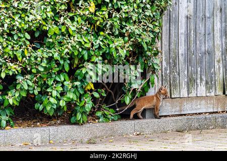 Wild red baby fox (Vulpes vulpes) in London, United Kingdom Stock Photo
