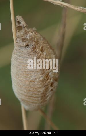 Close-up of an ootheca of mantis on the grass. Stock Photo