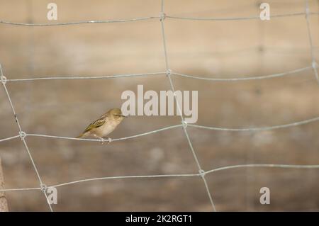 Female black-headed weaver on a metal grille. Stock Photo