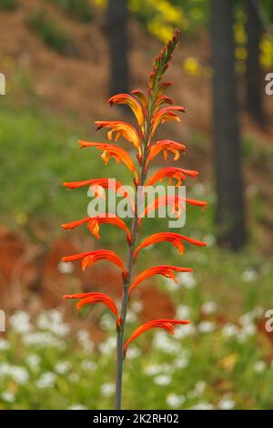 African Flag, also known as Chasmanthe floribunda on Madeira island, Portugal Stock Photo