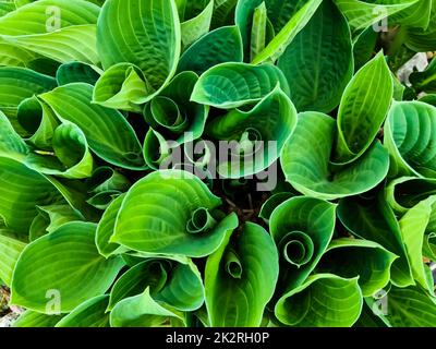 Rolled-in leaves of a funk plant taken from above - botanical background. Stock Photo