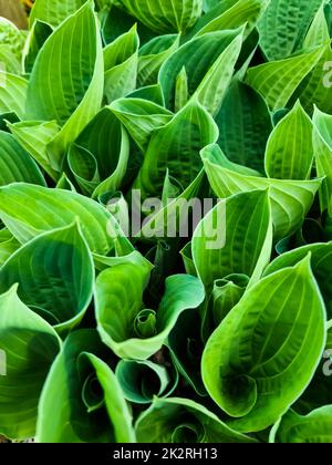 Rolled-in leaves of a funk plant taken from above - botanical background. Stock Photo