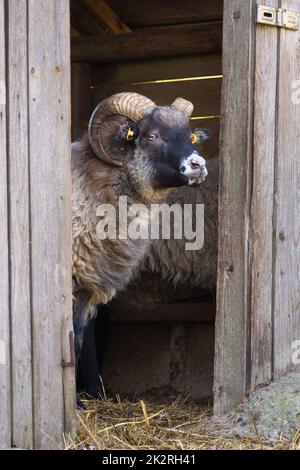 Portrait of a Skudde sheep looking out of its barn Stock Photo