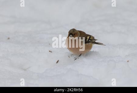 Common Chaffinch(Fringilla coelebs) in snow Stock Photo