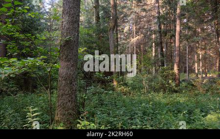 Frash Alder tree mixed forest in summer Stock Photo