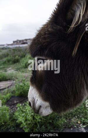 Donkey head on a farm Stock Photo