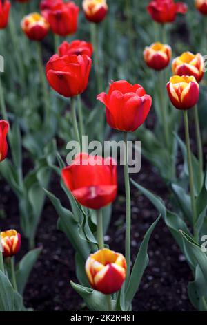 red flowerbed of tulips spring vibrant colors flowers garden Stock Photo