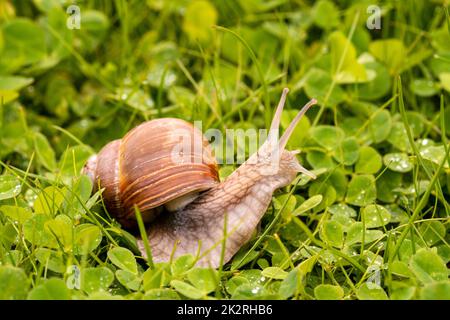 Snail gliding on the wet grass texture Stock Photo