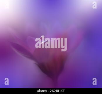 Beautiful Macro Shot of Magic Flowers.Border Art Design.Magic Light.Extreme Close up Photography.Conceptual Abstract Image.Violet and Blue Background.Fantasy Art.Creative Wallpaper.Beautiful Nature Background.Amazing Spring Flower.Water Drop.Copy Space. Stock Photo