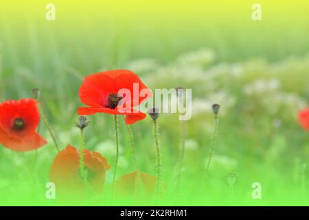 Beautiful Green Nature Background.Macro Photo of Amazing Magic Red Poppy Flowers.Border Art Design.Magic light.Extreme close up Photography.Conceptual Abstract Image.Fantasy Floral Art.Creative Artistic Wallpaper.Web Banner.Field of Poppies. Stock Photo