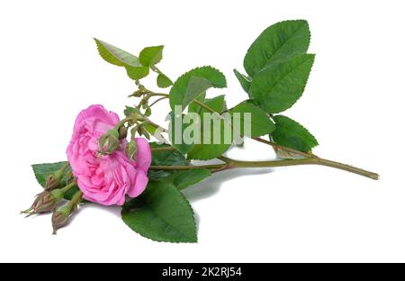 Blooming pink rose bud with green leaves on a white background, beautiful flower Stock Photo