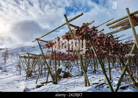 Drying stockfish cod heads in A fishing village in Norway Stock Photo