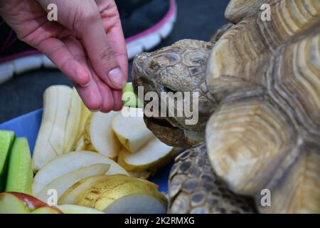 African spur-bearing turtle (Latin Centrochelys sulcata) Stock Photo