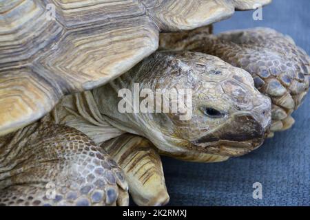 African spur-bearing turtle (Latin Centrochelys sulcata) Stock Photo