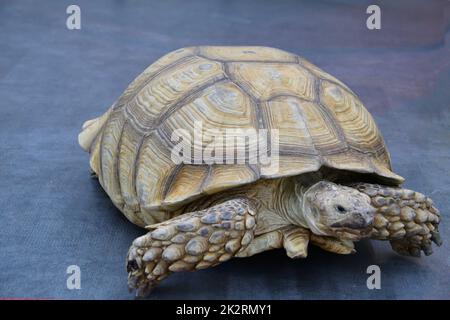 African spur-bearing turtle (Latin Centrochelys sulcata) Stock Photo