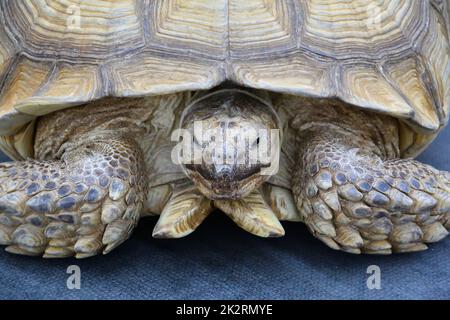 African spur-bearing turtle (Latin Centrochelys sulcata) Stock Photo