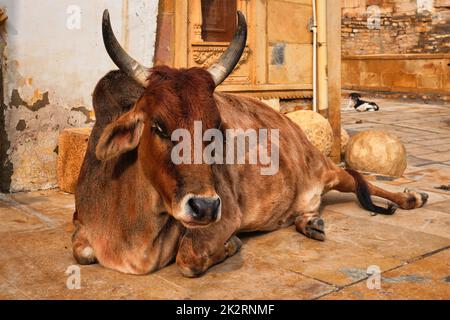 Indian cow resting in the street Stock Photo