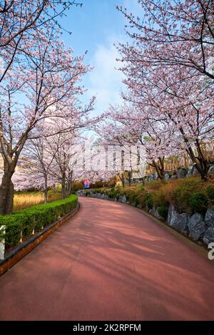 Blooming sakura cherry blossom alley in park Stock Photo