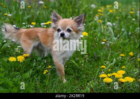 A chihuahua dog in a green meadow with dandelion flowers Stock Photo