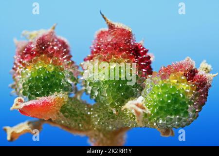 mesembryanthemum crystallinum Stock Photo