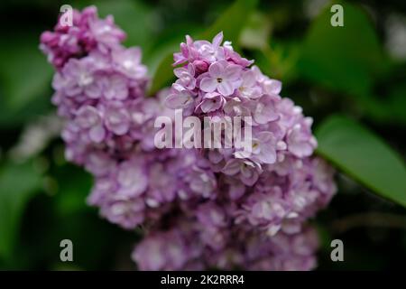 Beautiful lilac flowers with selective focus. Purple lilac flower with blurred green leaves. Spring blossom. Blooming lilac bush with tender tiny flower. Purple lilac flower on the bush. Summer time Stock Photo