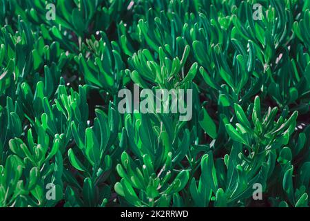 abstract green leaves texture Stock Photo