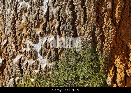 Tree trunk in a forest Stock Photo