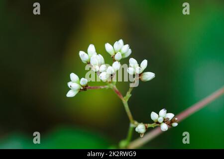 Tiny white wild flowers in beautiful nature Stock Photo