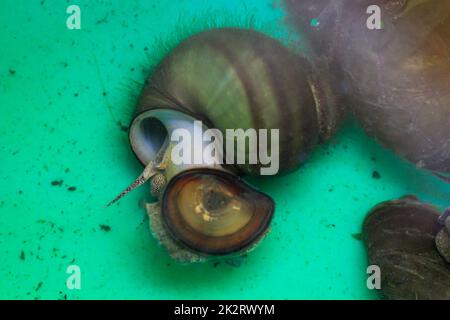 Close up of several swamp cover snails in a bucket before placing them in a pond. Stock Photo