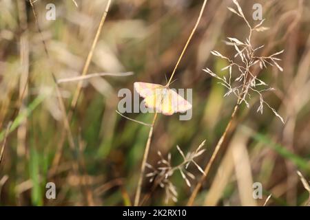 A small red-banded moth on a blade of grass in a meadow. Stock Photo