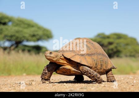 Leopard tortoise walking in natural habitat Stock Photo