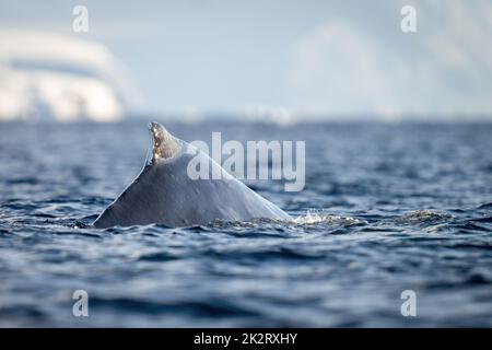 Humpback whale surfaces in sea near ice Stock Photo