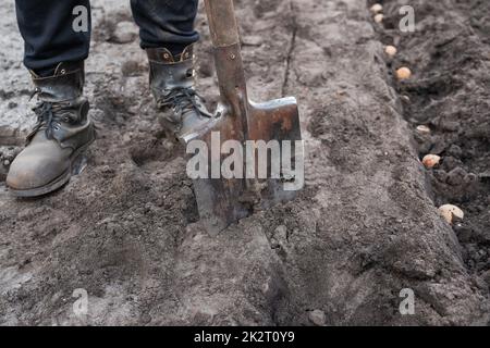 Planting potato tubers in the ground. Early spring preparation for the garden season. A man with a shovel is digging a garden. Stock Photo