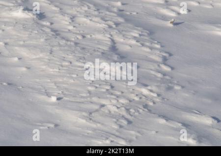 background of fresh snow texture Stock Photo