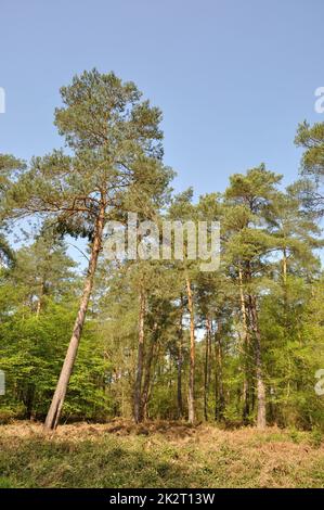 Communal forest of Saint Pierre Lès Elbeuf Stock Photo Alamy
