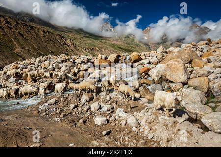 Herd of Pashmina sheep in Himalayas Stock Photo