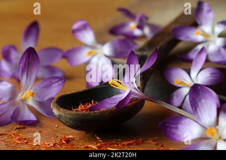 Crocus flowers and spoon with soffron on wooden table Stock Photo