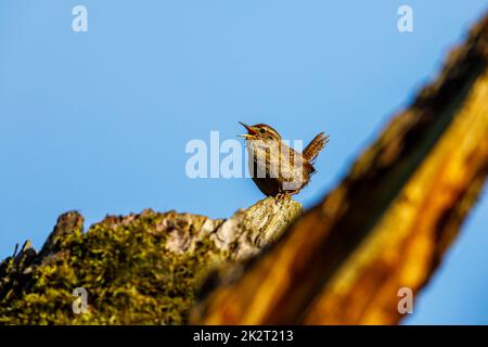 a wren bird on a branch Stock Photo