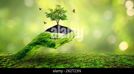 environment Earth Day In the hands of trees growing seedlings. Bokeh green Background Female hand holding tree on nature field grass Forest conservation concept Stock Photo