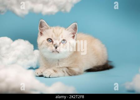 One-month-old Scottish kitten lies between clouds on a blue background. Stock Photo