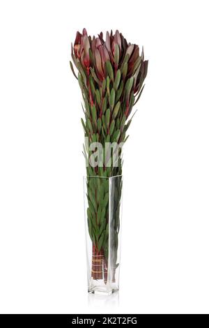 Green branches for a flower arrangement in a glass vase on a white background. Stock Photo